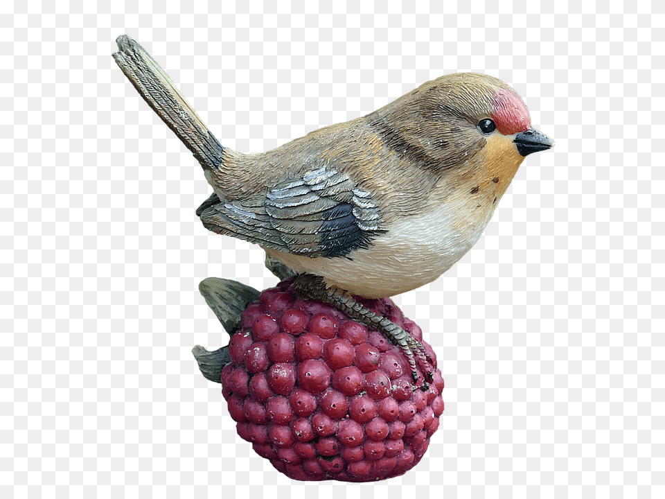 Bird Animal, Raspberry, Produce, Plant Png