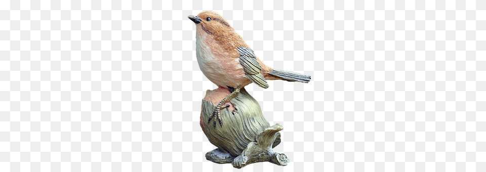 Bird Animal, Finch, Beak Png