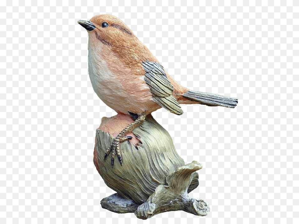 Bird Animal, Finch, Beak, Wren Png