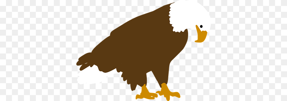 Bird Animal, Beak, Eagle, Bald Eagle Png Image