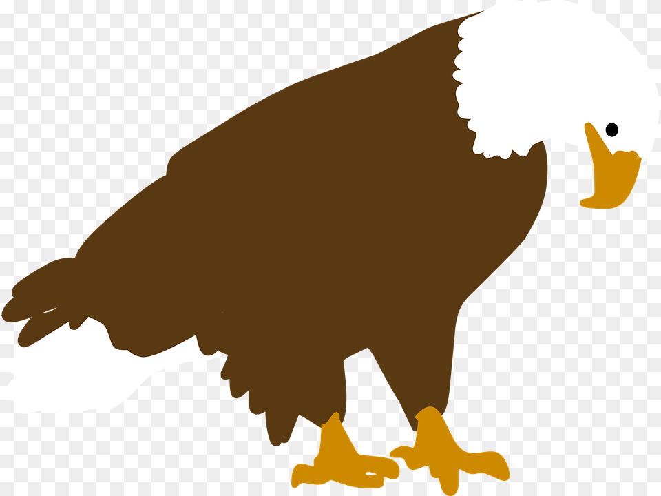 Bird Animal, Beak, Eagle, Person Free Transparent Png