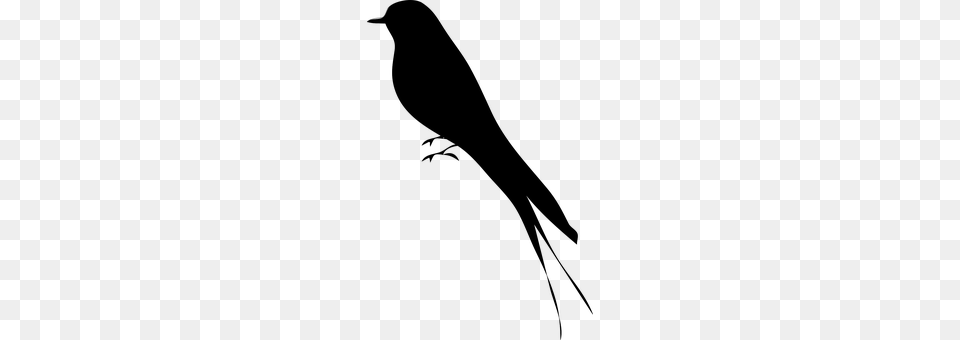 Bird Animal, Beak, Blackbird Free Transparent Png
