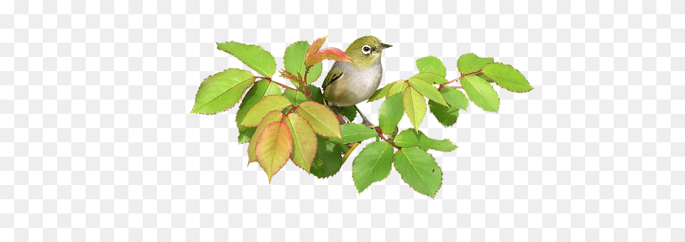 Bird Animal, Beak, Finch, Leaf Png