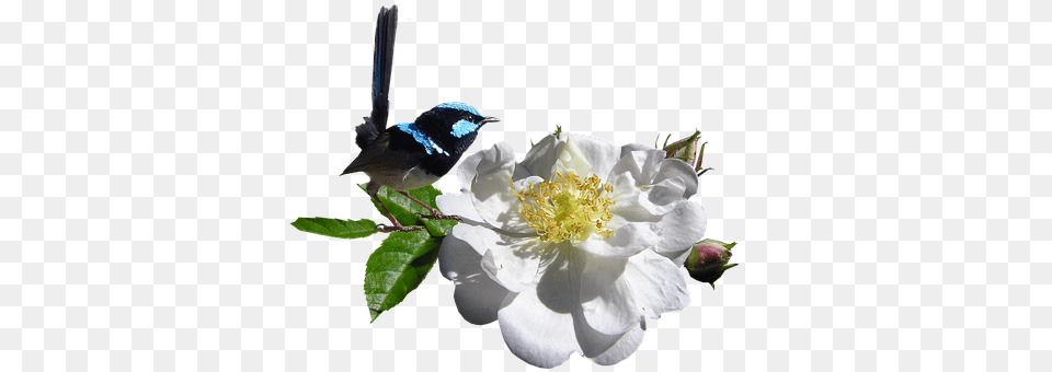 Bird Anemone, Flower, Plant, Pollen Free Transparent Png