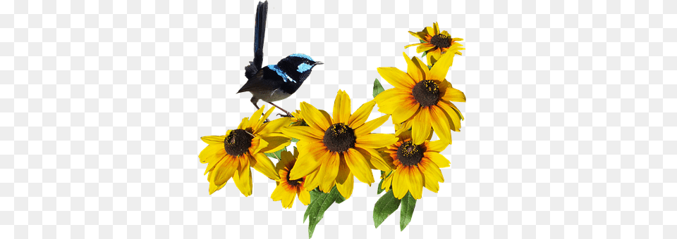 Bird Animal, Flower, Jay, Plant Free Png Download