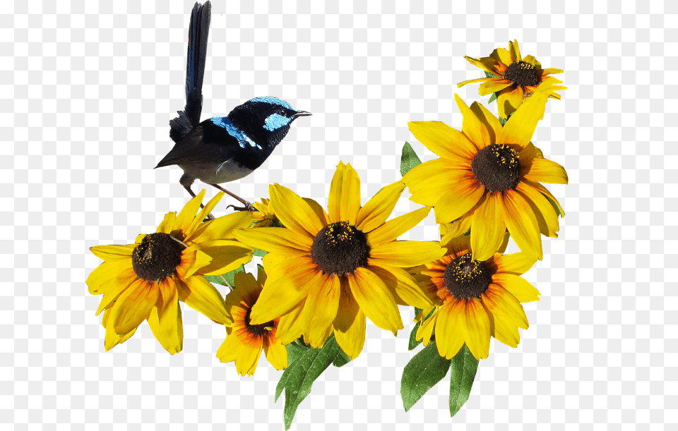 Bird Flower, Plant, Pollen, Jay Png