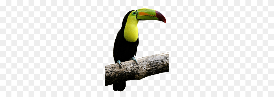 Bird Animal, Beak, Toucan Free Png Download