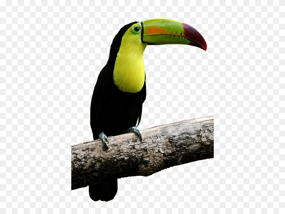 Bird Animal, Beak, Toucan, Person Free Png