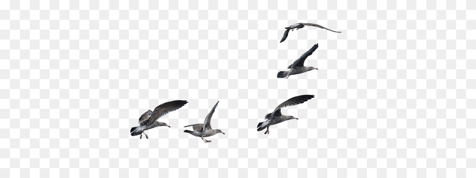 Bird, Animal, Flying, Seagull, Waterfowl Png Image