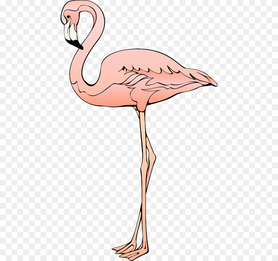 Bird 26 Svg Clip Arts Clip Art Background Flamingos, Animal, Flamingo, Adult, Female Free Transparent Png