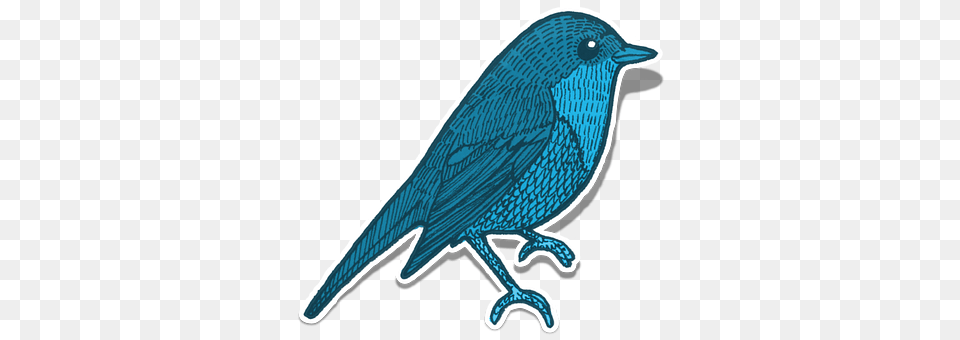 Bird Animal, Jay Png