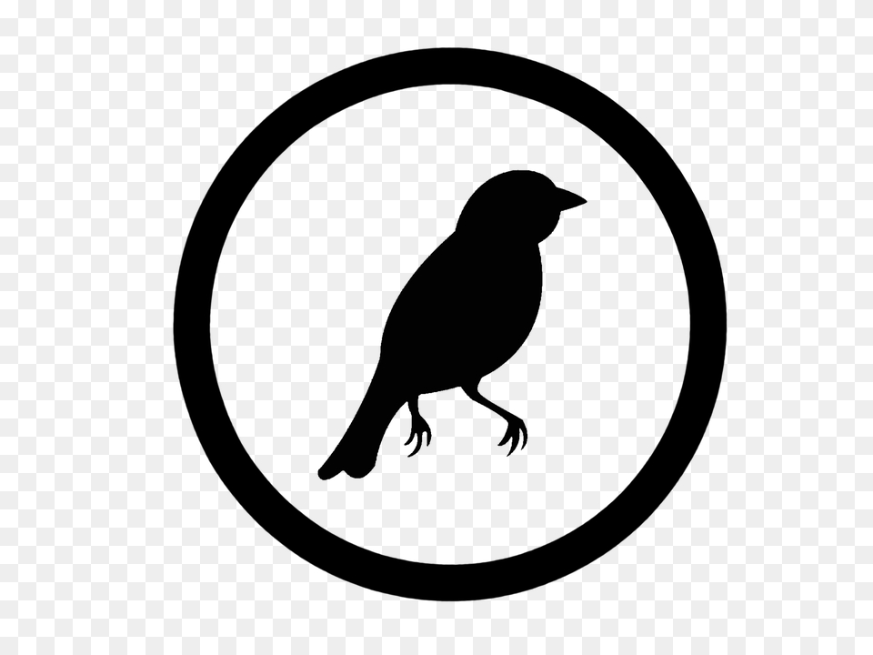 Bird Gray Png Image