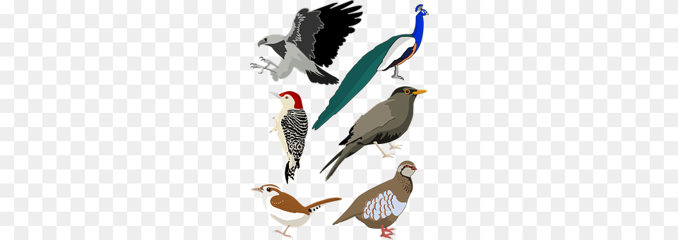 Bird Animal, Beak, Finch Png Image