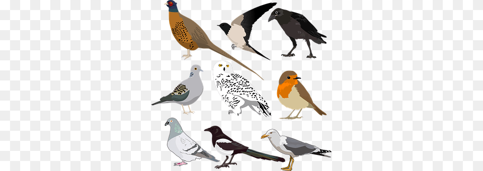 Bird Animal, Beak, Blackbird Png
