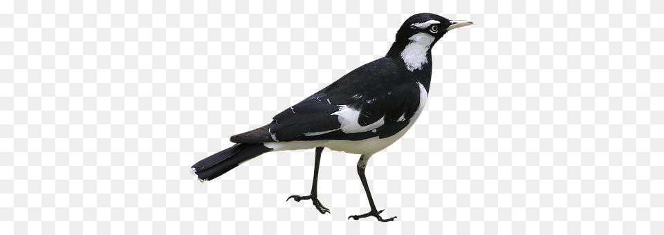 Bird Animal, Magpie, Beak Png Image