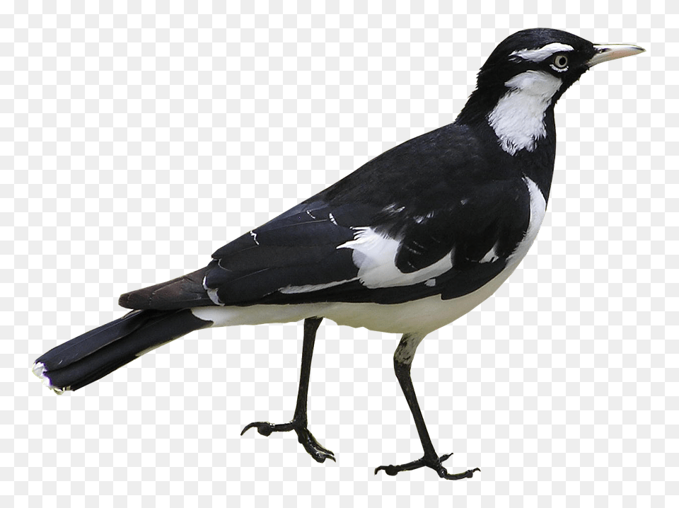Bird Animal, Magpie Free Transparent Png