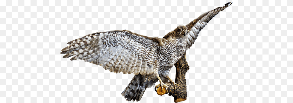 Bird Accipiter, Animal, Hawk, Buzzard Png