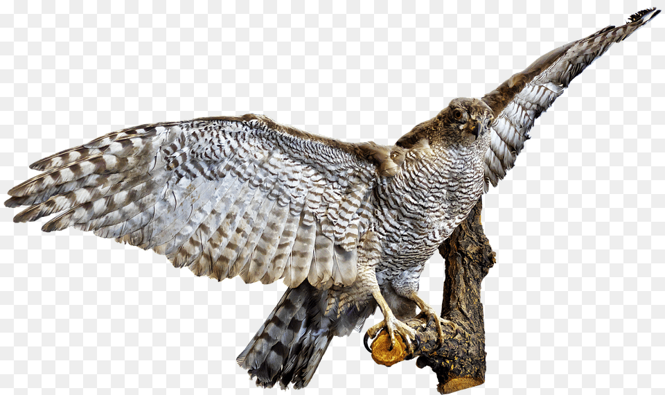 Bird Accipiter, Animal, Hawk, Buzzard Free Png Download