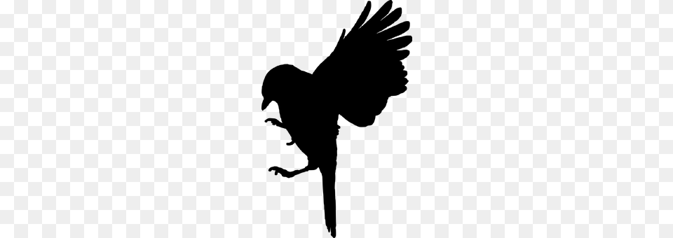 Bird Gray Png Image