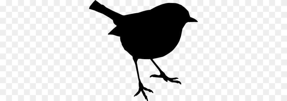 Bird Gray Png