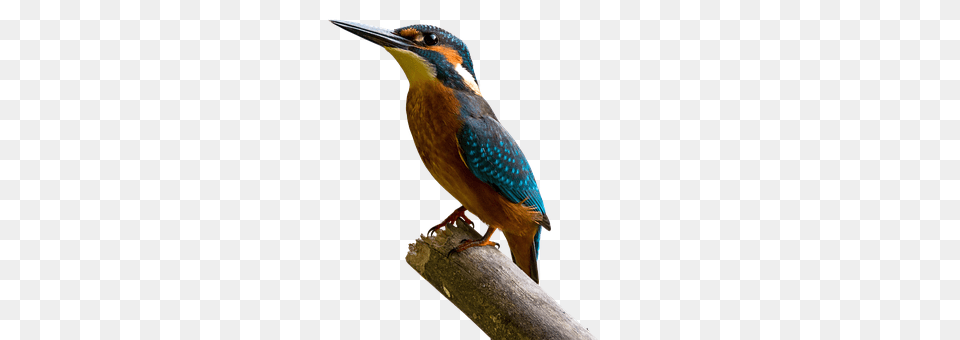 Bird Animal, Beak, Bee Eater, Jay Png Image