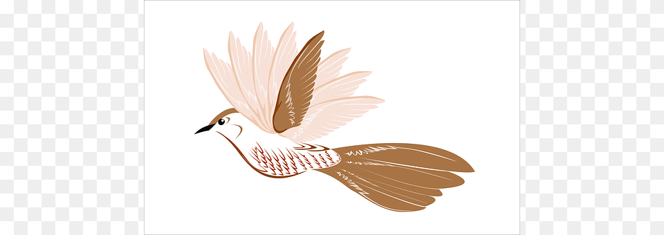 Bird Animal, Pigeon, Dove Png