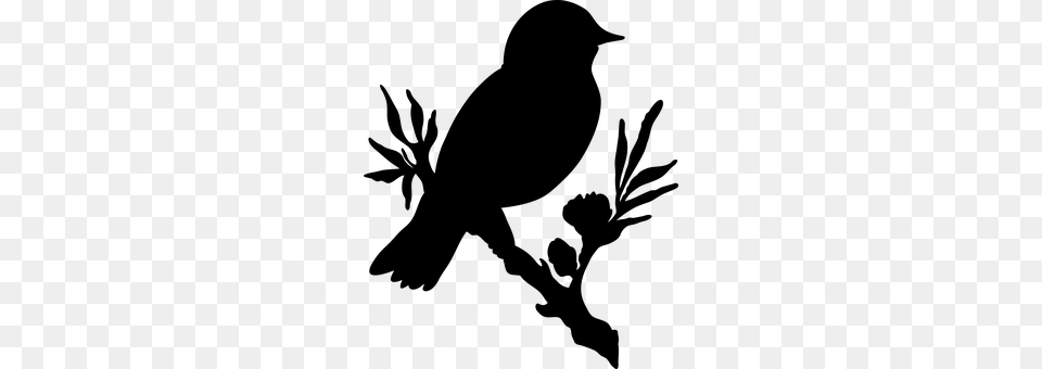 Bird Gray Png