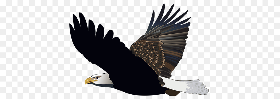 Bird Animal, Eagle, Bald Eagle, Person Png