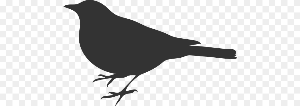 Bird Animal, Blackbird, Person, Silhouette Png Image