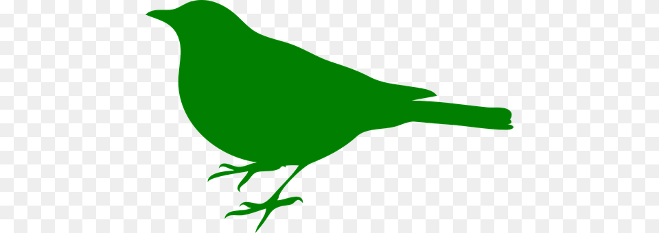 Bird Animal, Finch, Person, Jay Free Transparent Png