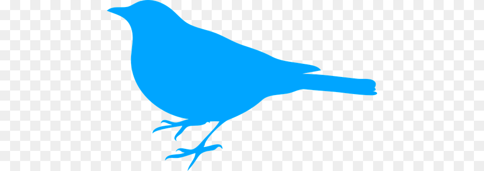 Bird Animal, Jay, Person Png Image