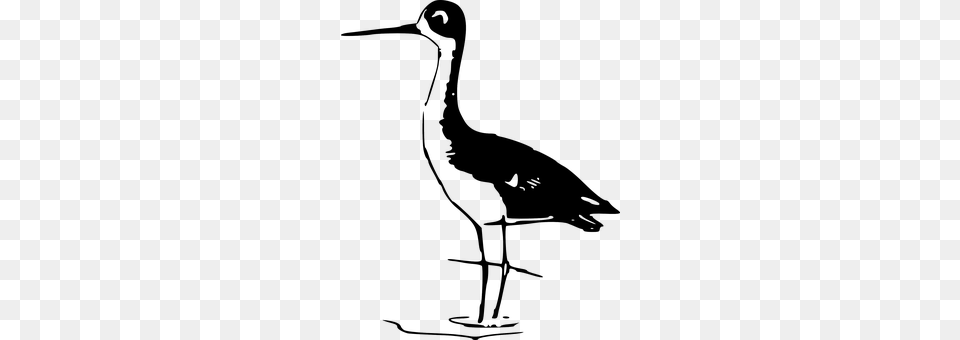 Bird Animal, Crane Bird, Waterfowl Png
