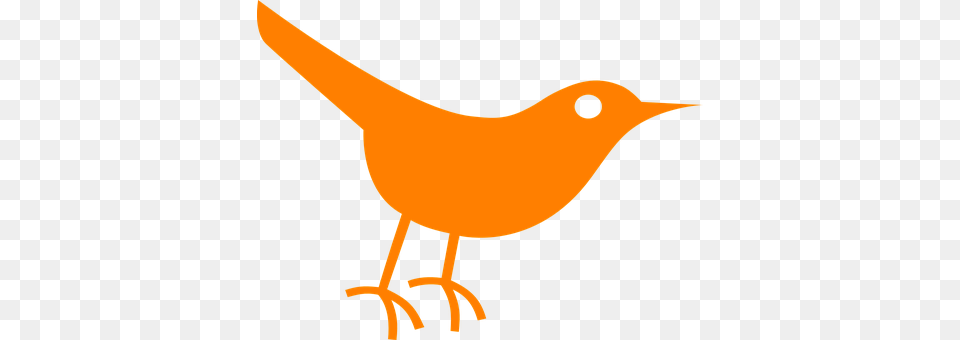 Bird Animal, Beak Png