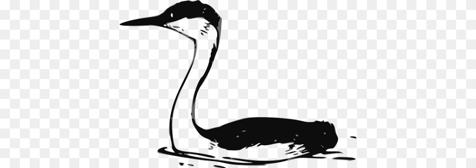 Bird Animal, Beak, Waterfowl, Swan Png