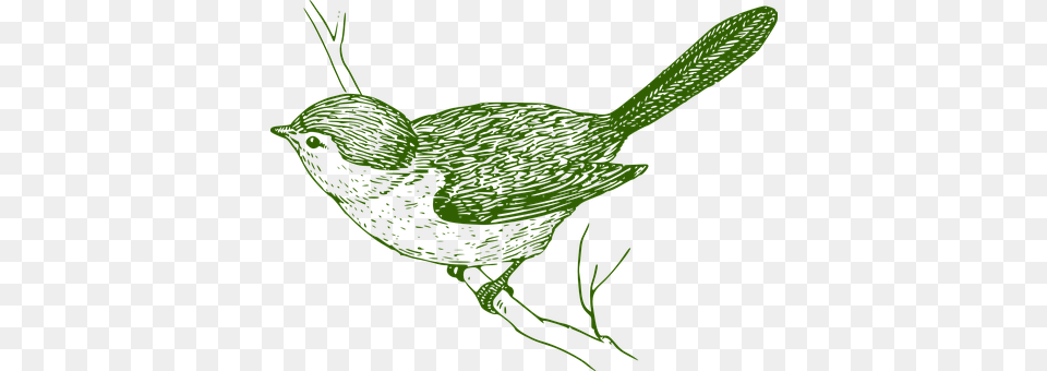 Bird Animal, Wren Png Image