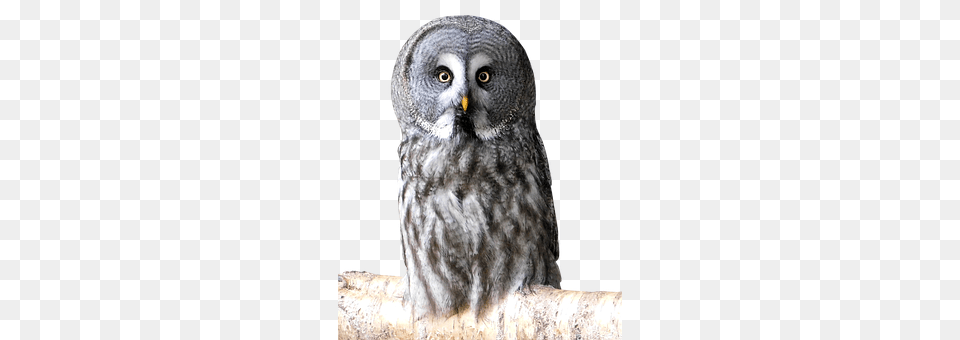 Bird Animal, Owl Free Png