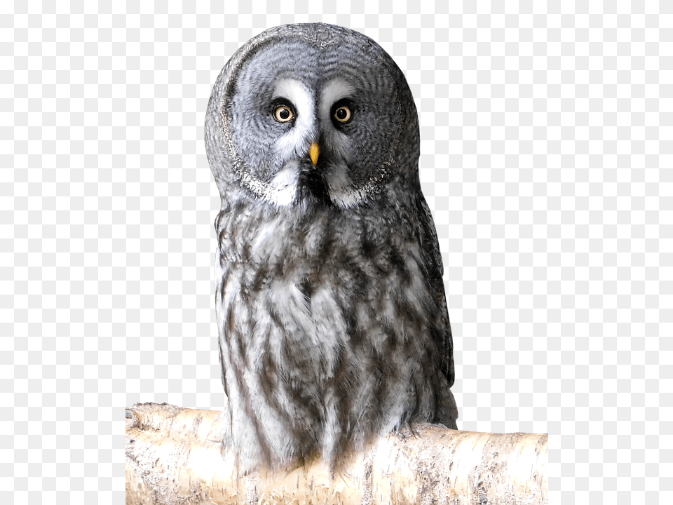 Bird Animal, Owl, Beak Png Image