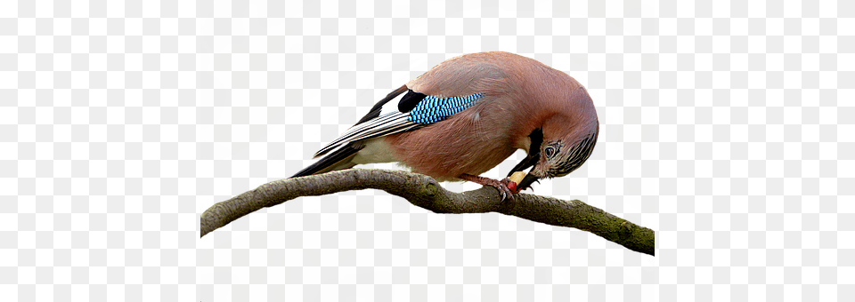 Bird Animal, Jay, Beak, Finch Free Transparent Png