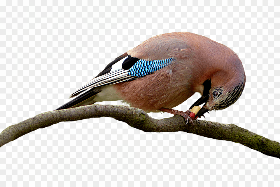 Bird Animal, Jay, Beak, Finch Png