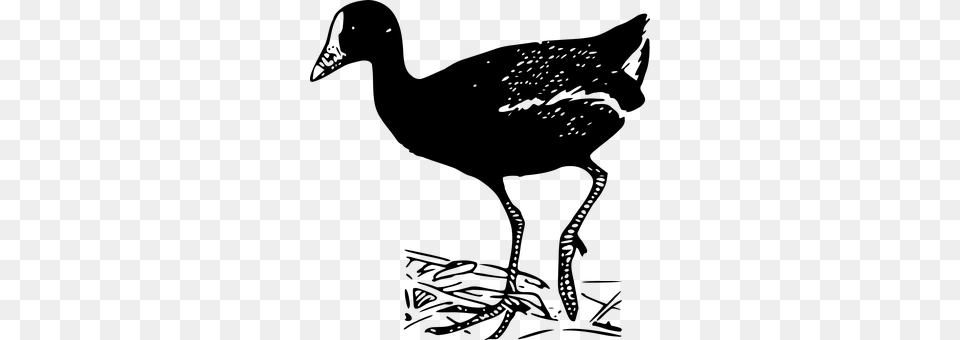 Bird Animal Png Image