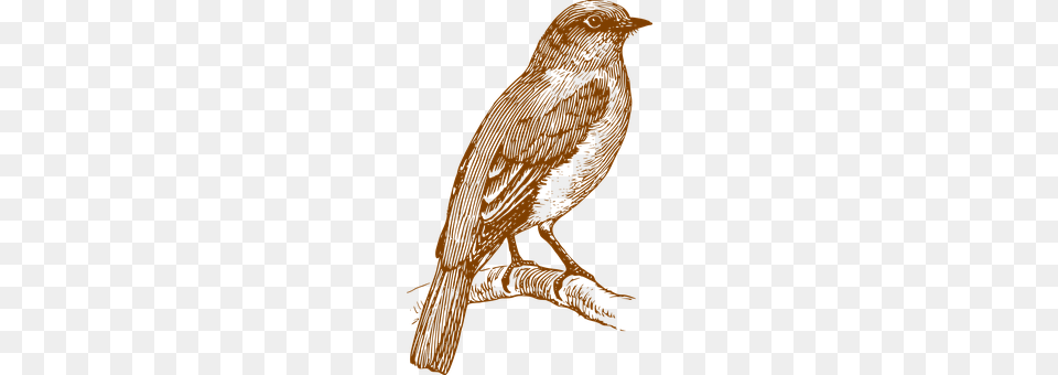 Bird Animal, Beak, Canary Free Png