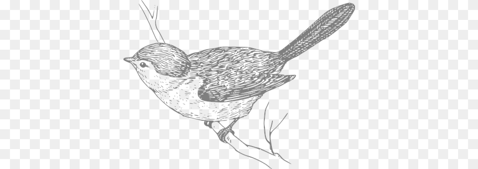 Bird Animal, Wren, Blackbird Png