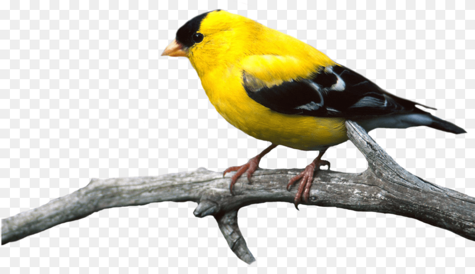 Bird, Animal, Finch, Canary Png Image