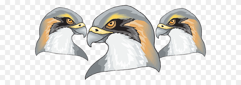 Bird Animal, Beak, Eagle Free Transparent Png