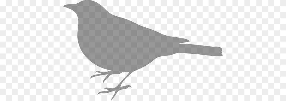 Bird Animal, Blackbird, Person Png