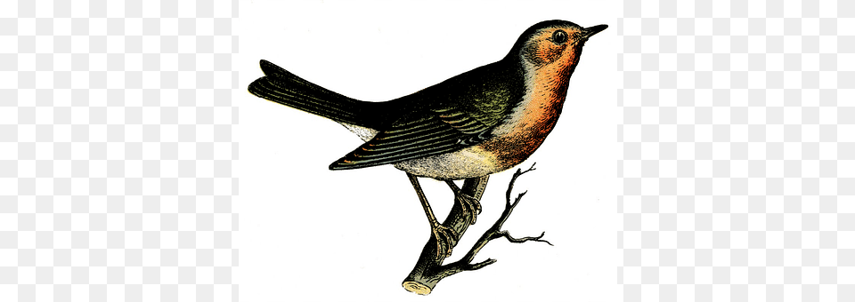 Bird Animal, Finch, Blackbird, Robin Free Transparent Png
