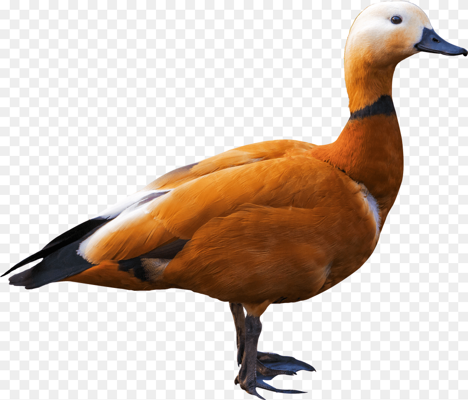 Bird, Animal, Anseriformes, Waterfowl, Duck Png