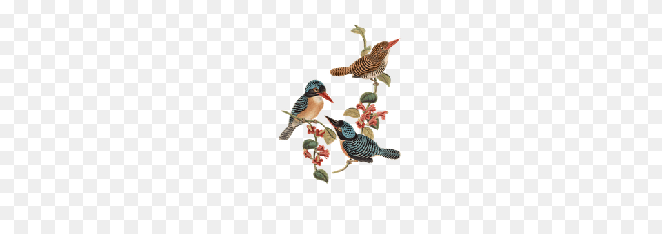 Bird Animal, Beak, Jay, Finch Png Image