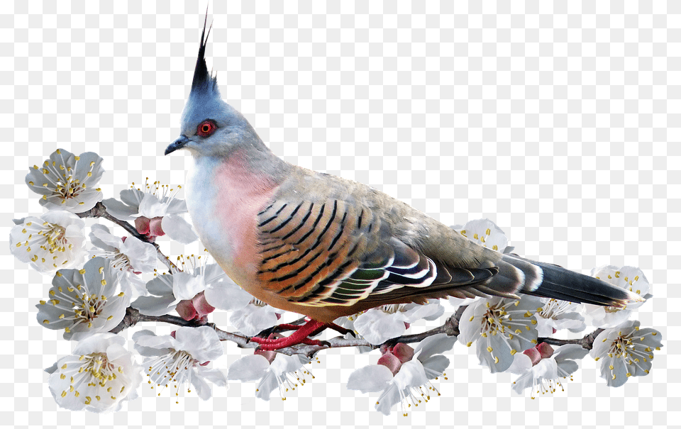 Bird Animal, Flower, Plant, Beak Free Transparent Png