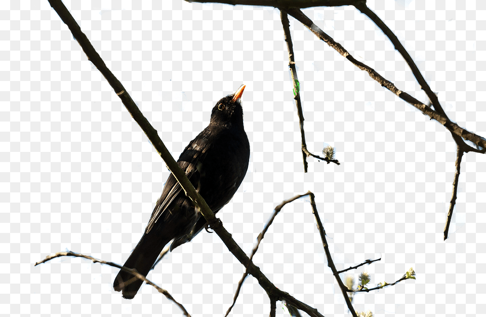 Bird Animal, Blackbird, Beak, Adult Free Png Download